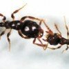 Восстание муравьев